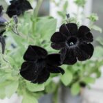 Elegant And Mysterious Black Flowers