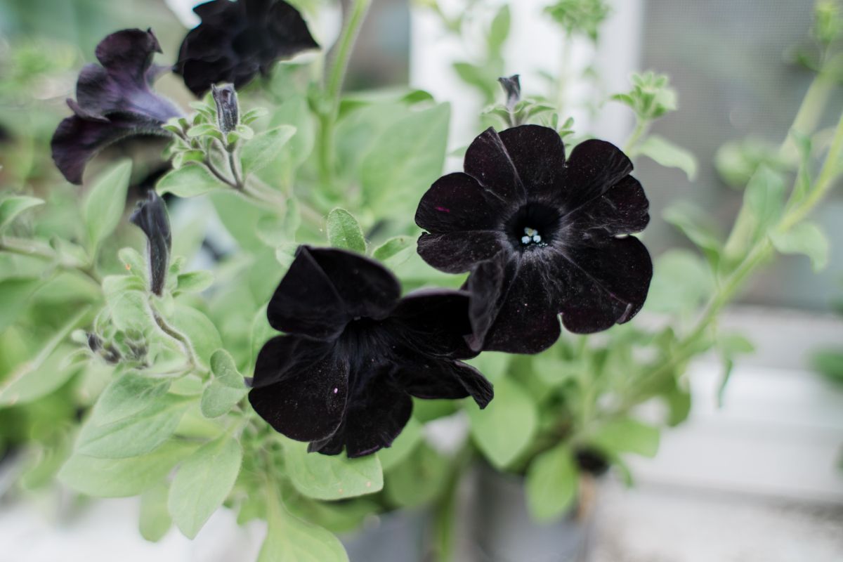 Elegant And Mysterious Black Flowers