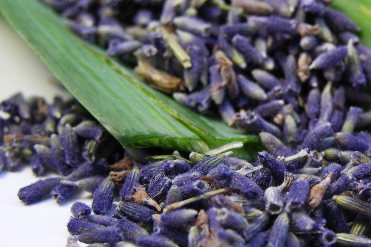 Factors To Consider When Choosing Lavender Seeds
