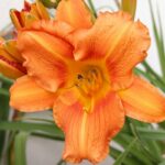Find Out How To Grow Daylilies From Seed To Bloom Here!