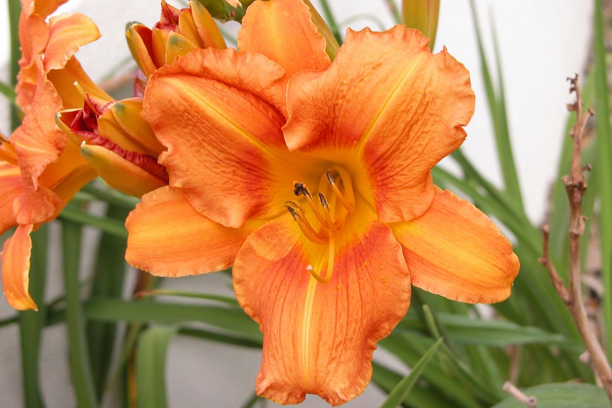 Find Out How To Grow Daylilies From Seed To Bloom Here!