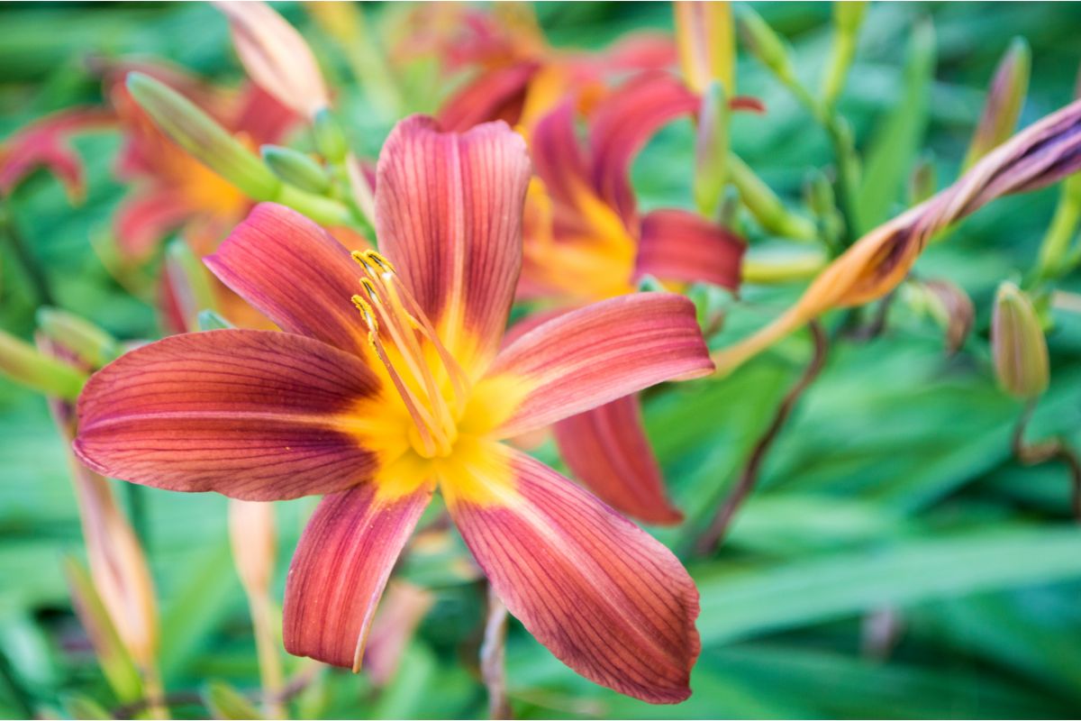 Find Out How To Grow Daylilies From Seed To Bloom Here! 