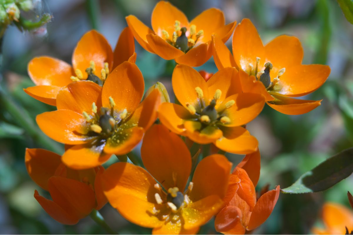Guide To The Ornithogalum Dubium