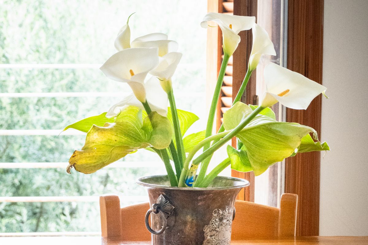 How Long Do Potted Calla Lilies Last? Flowers That Bloom In August