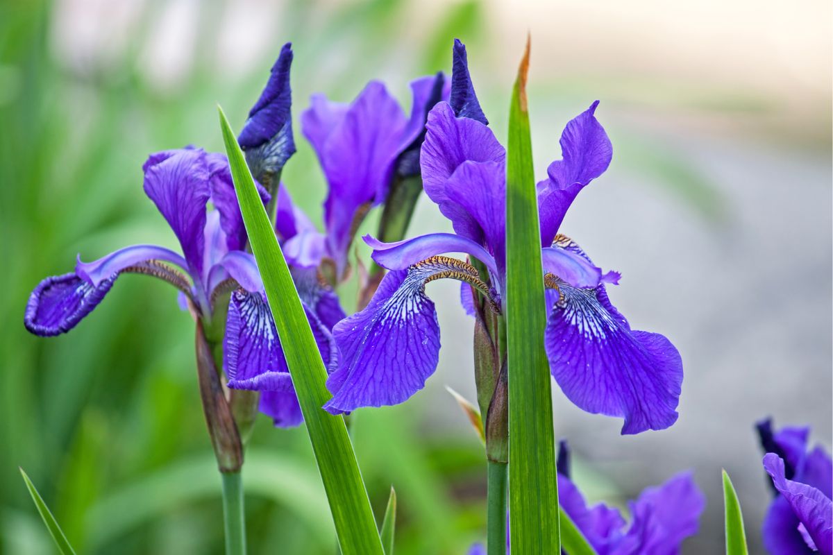 How To Care For Irises After Blooming A Guide