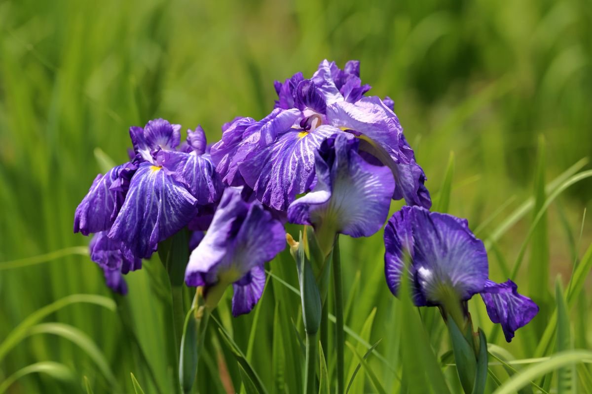 How To Care For Irises After Blooming A Guide Mich Wildflowers