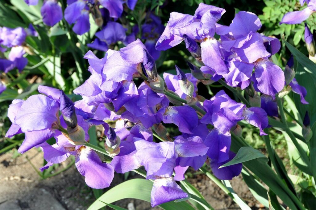 How To Care Of Irises After Blooming