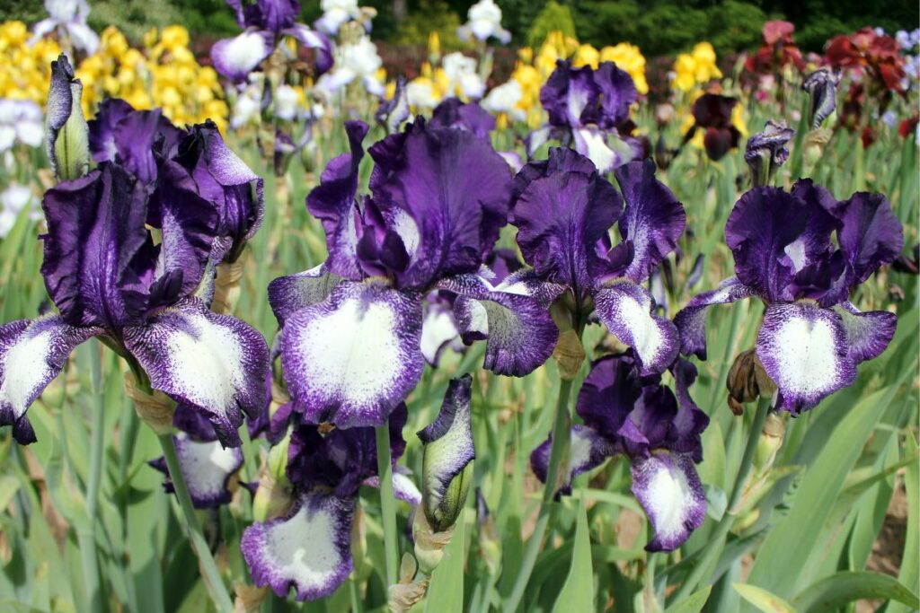 How To Care Of Irises After Blooming (3)