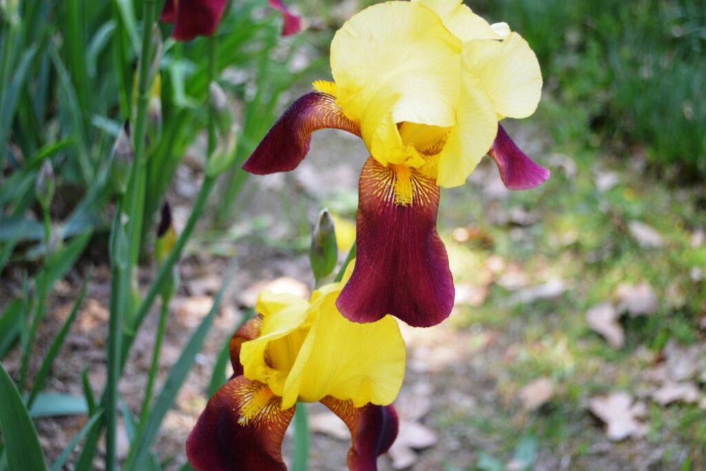 How To Care Of Irises After Blooming (4)