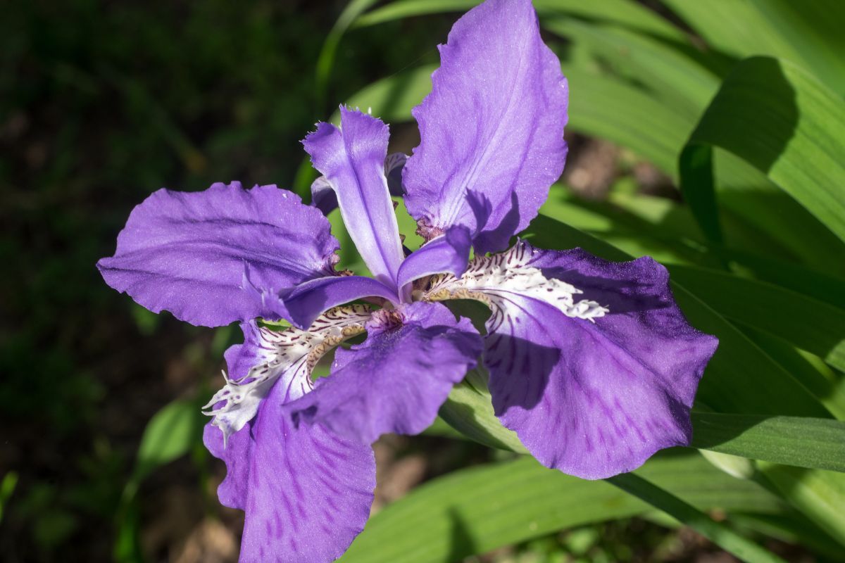 How To Care Of Irises After Blooming A Guide
