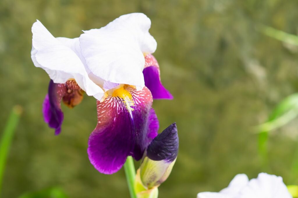 How To Care Of Irises After Blooming