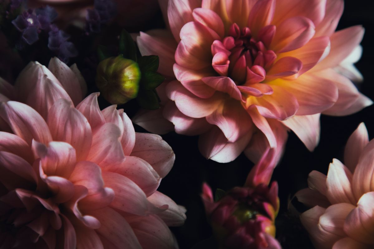 How To Collect Dahlia Seeds Properly – Everything You Need To Know