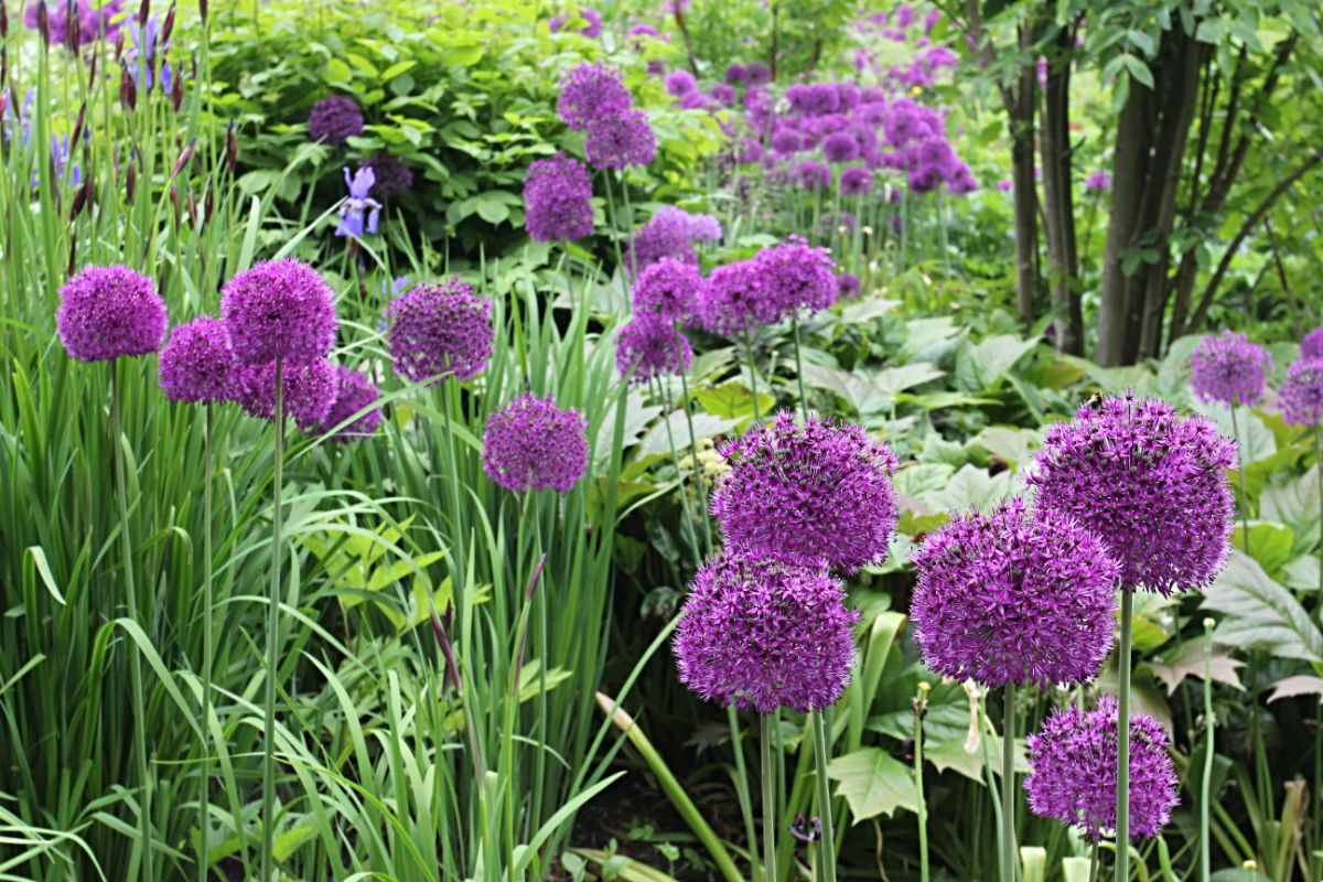 How To Grow Alliums From Seed: Collection, Stratification, Germination, Sowing