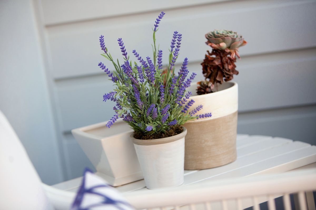 How To Grow Lavender From Seeds Indoors