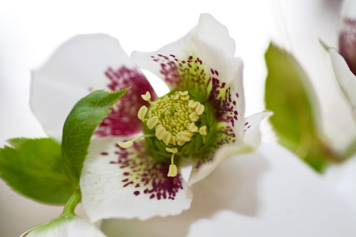 How To Grow Lenten Rose (Care And Planting Guide) (1)