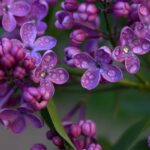 How To Grow Lilacs From Cuttings (Complete Guide)