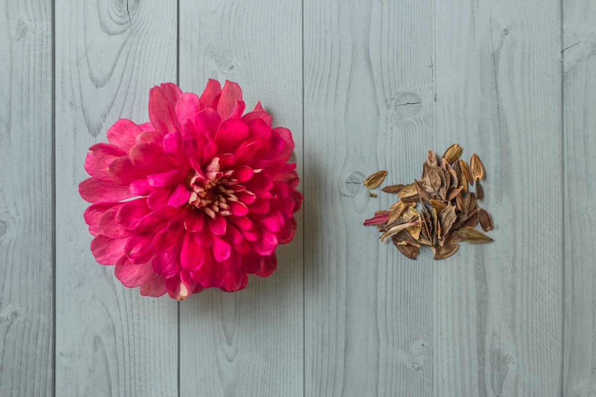 How To Save Zinnia Seeds [Harvesting And Storage]