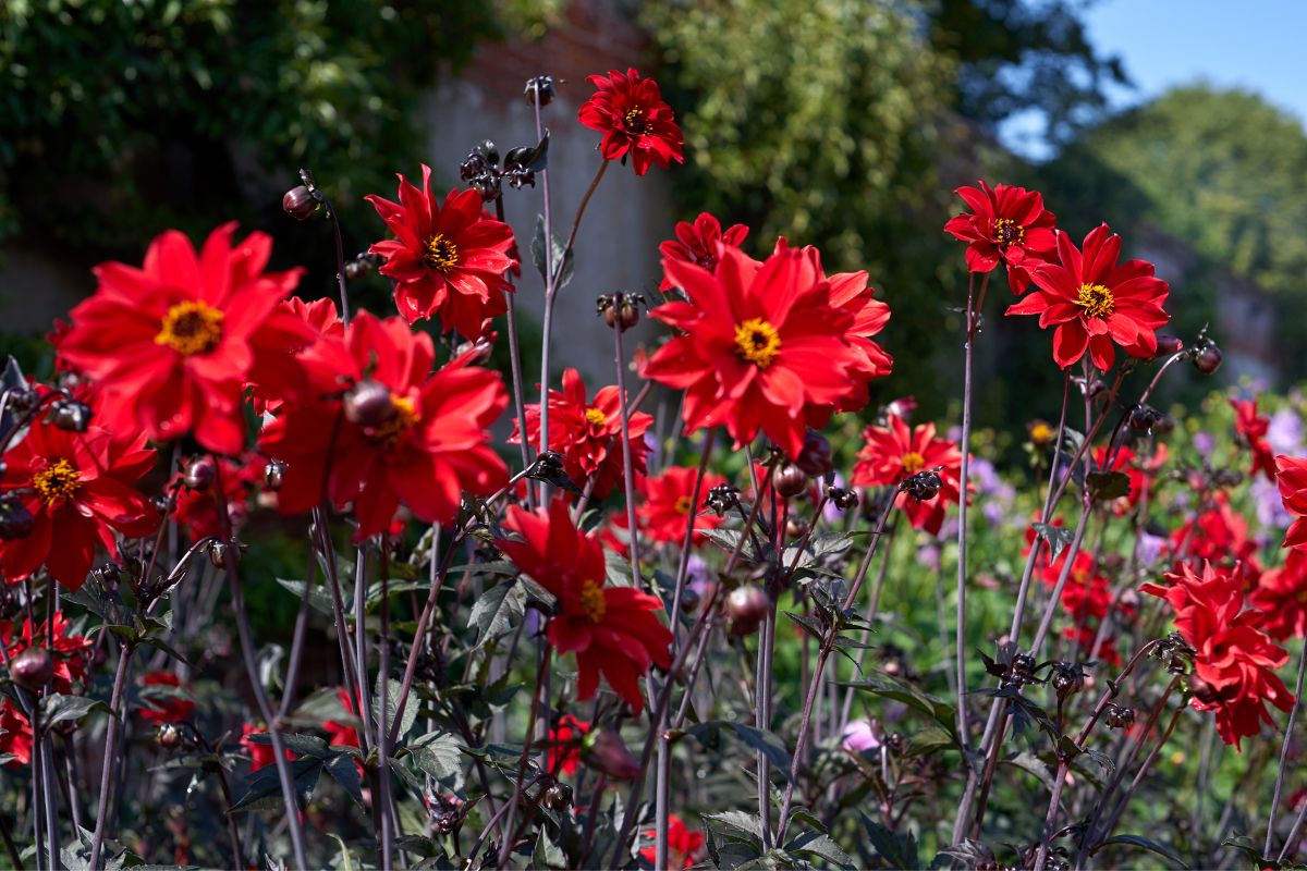 Peony Flowered Dahlias: All You Need To Know