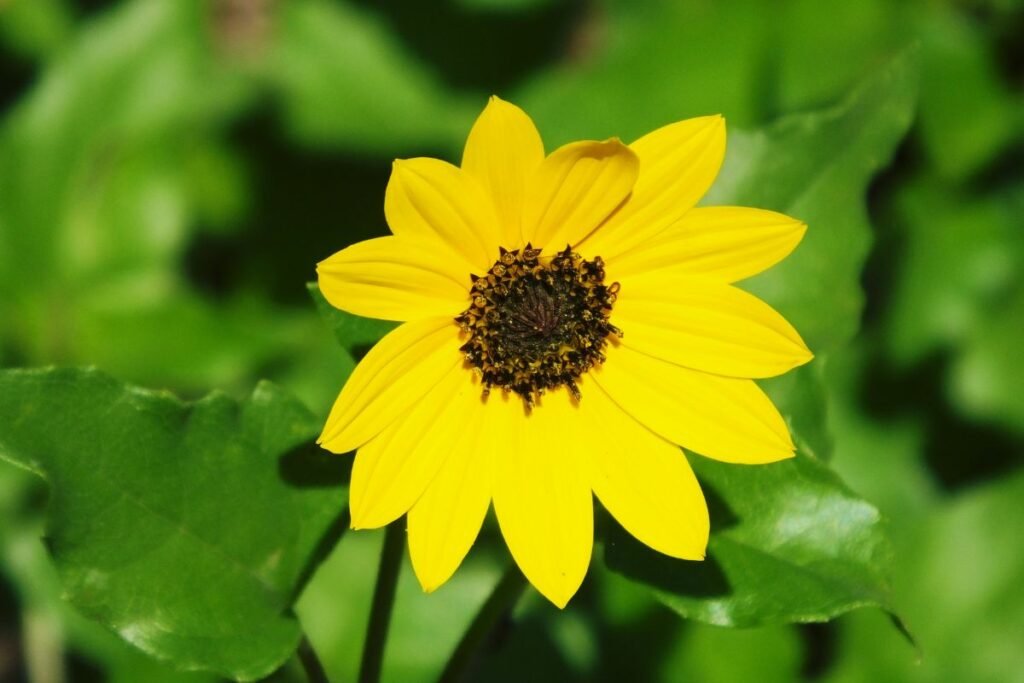Perennial Sunflowers Our Top 7 Picks Mich Wildflowers