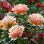 46 Stunning Types Of Roses For Your Garden With Growing Tips