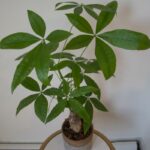 What Causes Brown Leaves On A Money Tree (+ Solutions)