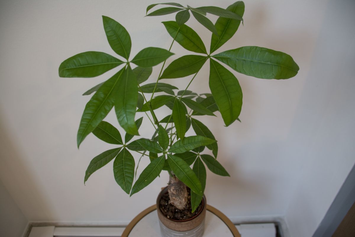 What Causes Brown Leaves On A Money Tree (+ Solutions)