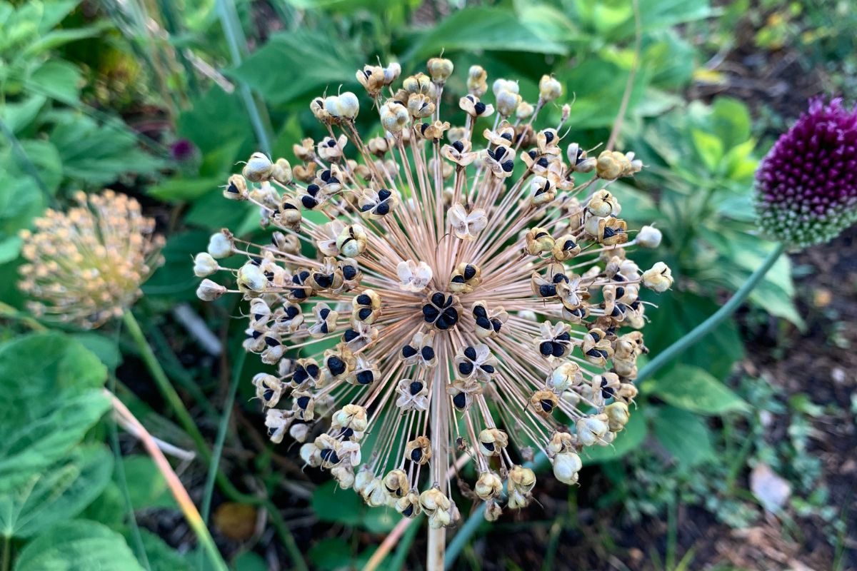 When To Collect Allium Seeds?