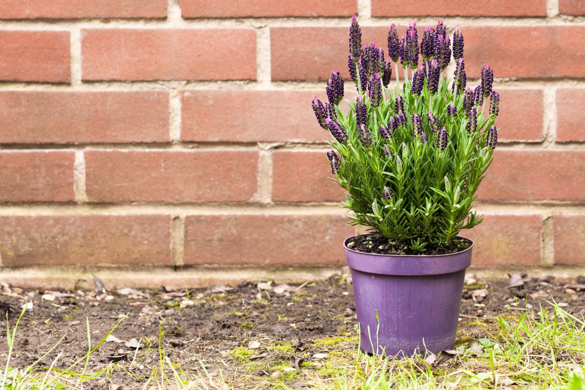 When To Plant Lavender Seeds Indoors