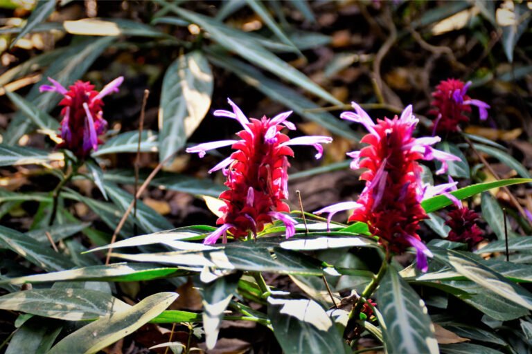 Delightful Journey into the World of Flowers That Start With J Mich