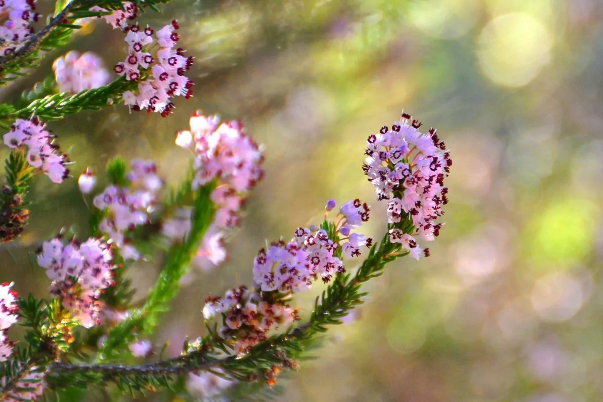 10 Types Of Winter Wildflowers Including Photos