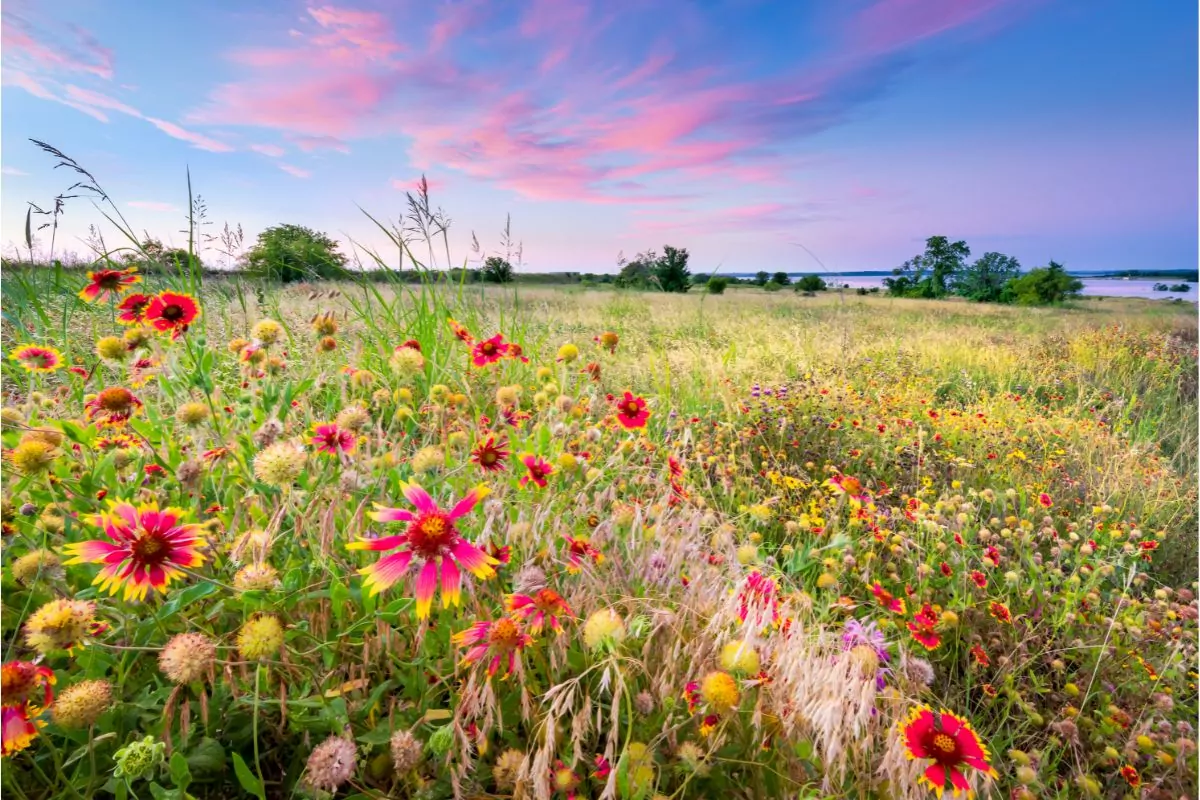 16 Wildflowers You Can Spot In Maryland
