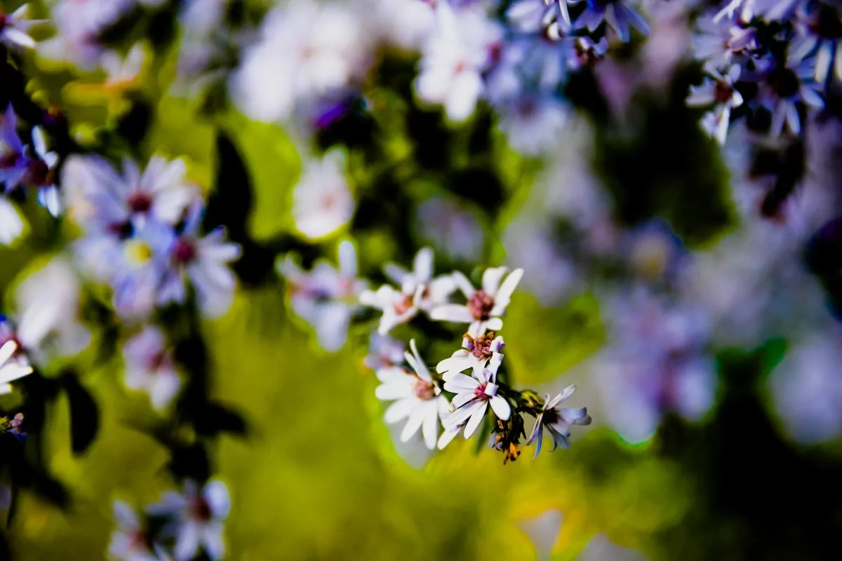23 Types Of Purple Wildflowers Found In The United States