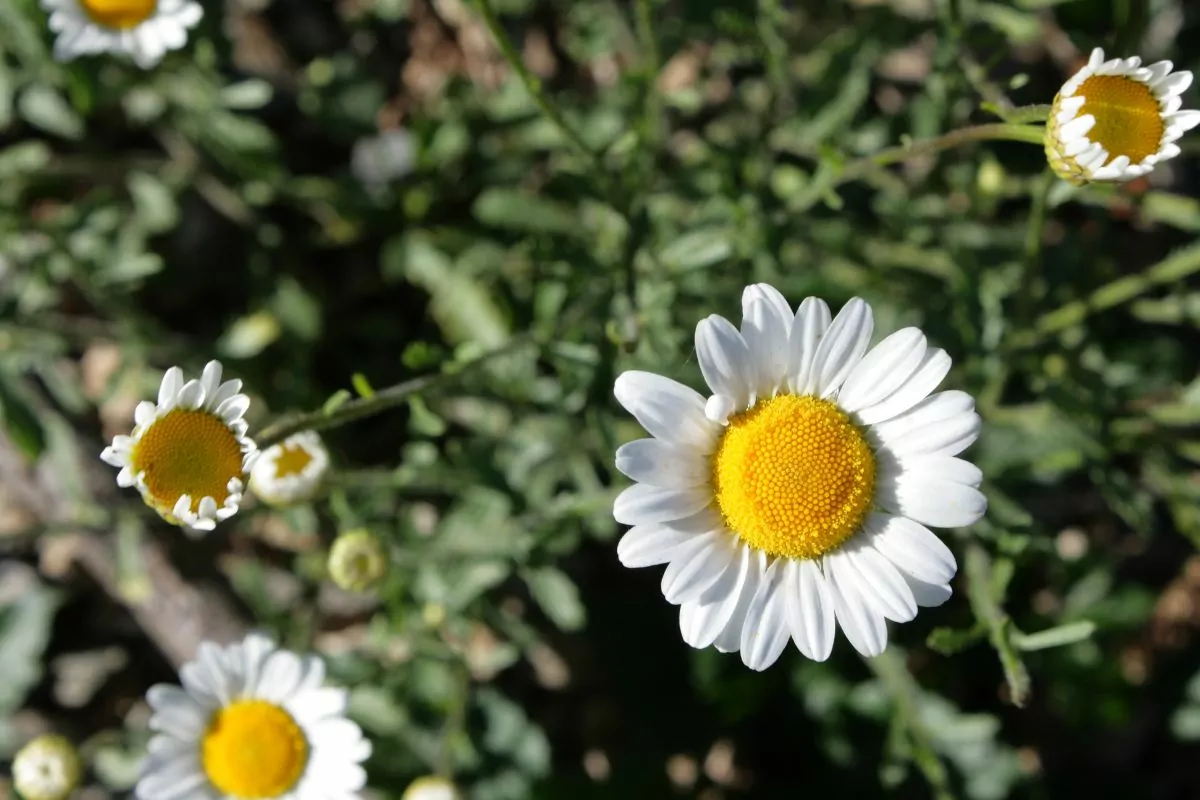 25 Types Of White Wildflowers Found In The United States