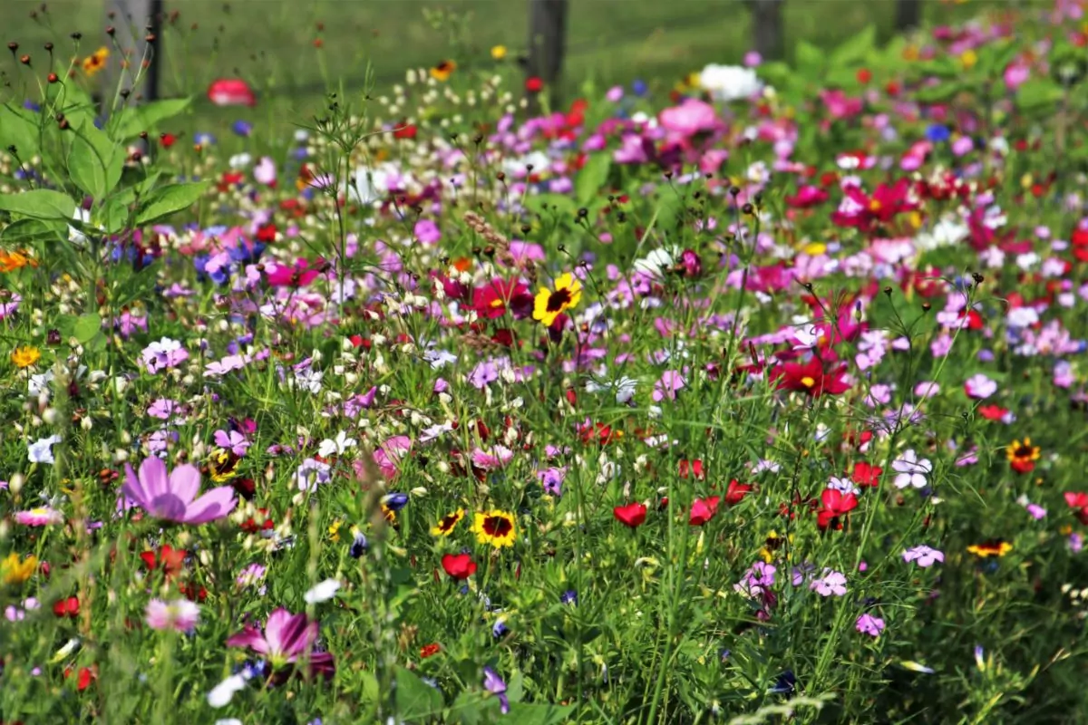 41 Common Types Of Pennsylvania Wildflowers Including Photos