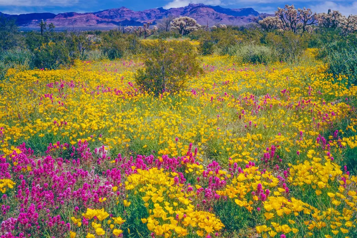 45 Common Types Of Arizona Wildflowers Including Photos