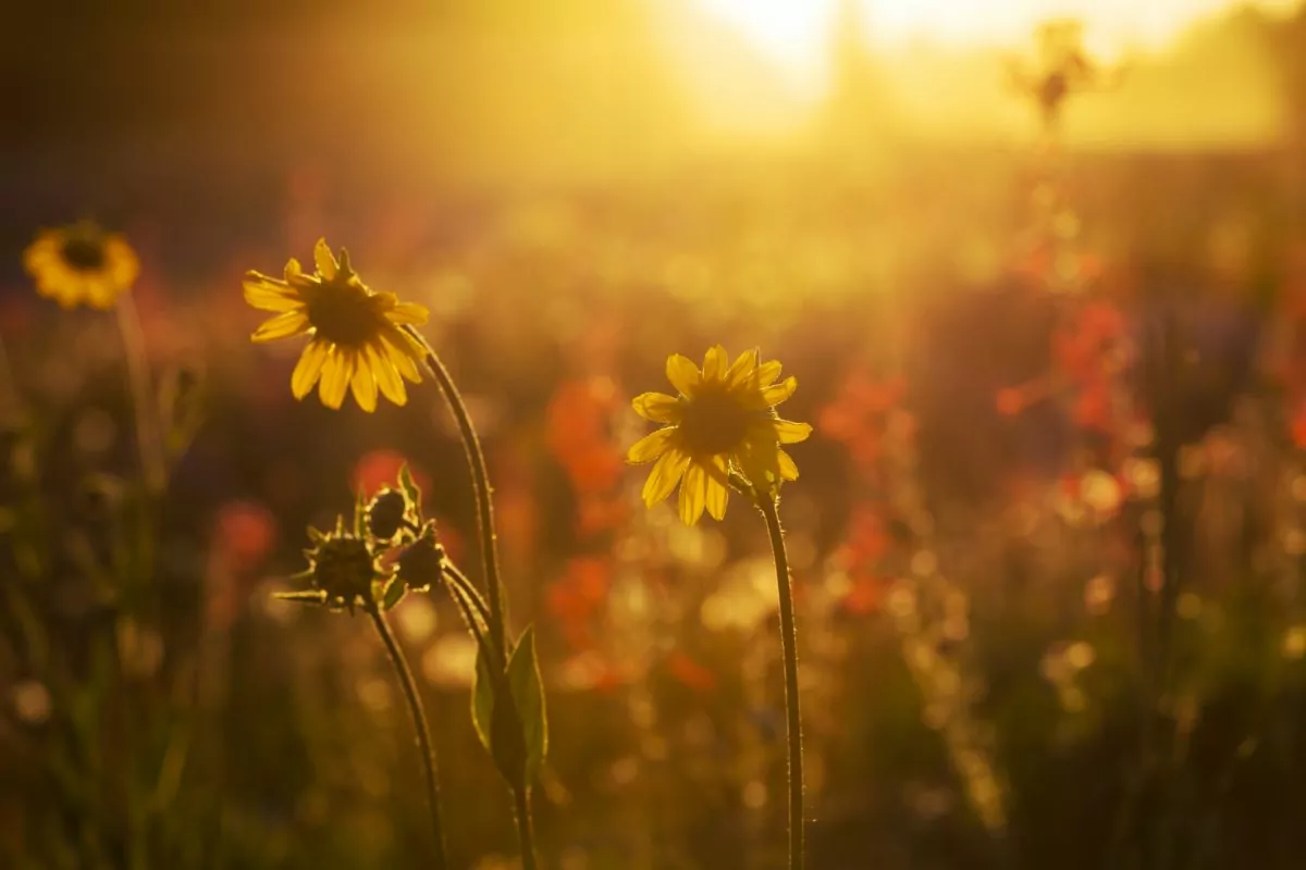 45 Common Types Of Kansas Wildflowers Including Photos