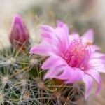 10 Beautiful Types Of Cactus Flowers You May Not Have Seen