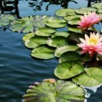 14 Amazing Flowers That Grow In Water You Need In Your Life Right Now