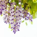 15 Best Vine With Purple Flowers That Will Look Great In Your Garden