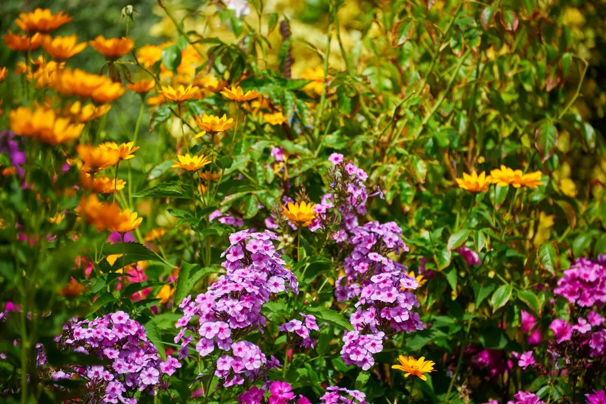 15 Fragrant Flowers For A Sweet Smelling Garden