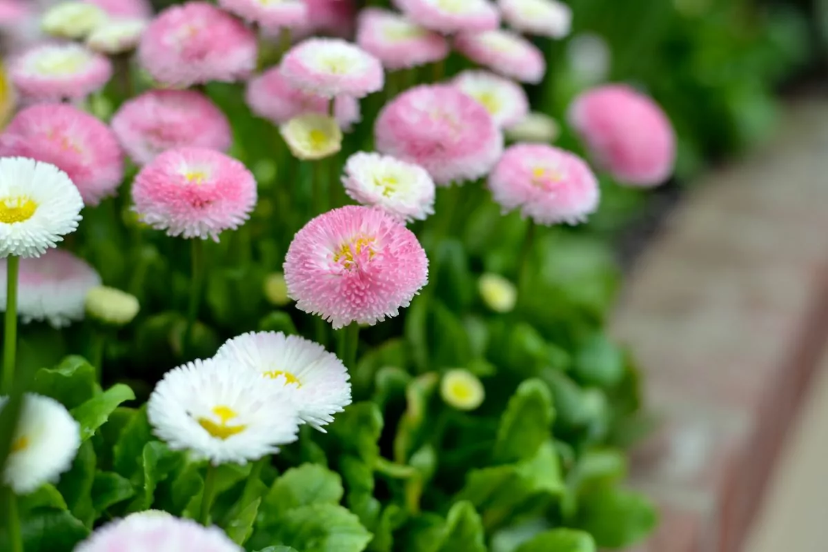 20 Types of Flowers That Resemble English Daisies