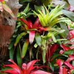 25 Kinds Of Tropical Flowering Plants That Can Grow Almost Anywhere