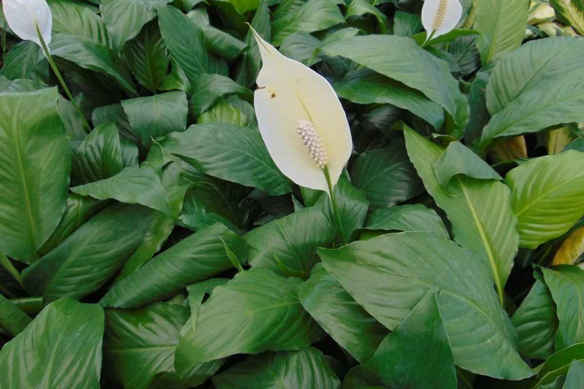 6 Signs Your Peace Lily Needs Repotting - How To Avoid Transplant Shock