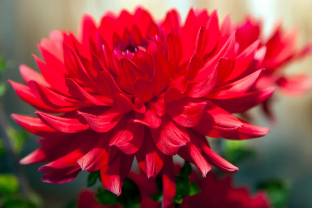 8 Beautiful Types Of Big Flowers You May Not Have Seen