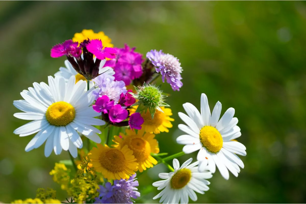 8 Best East Tennessee Wildflowers To Spot On Your Next Adventure