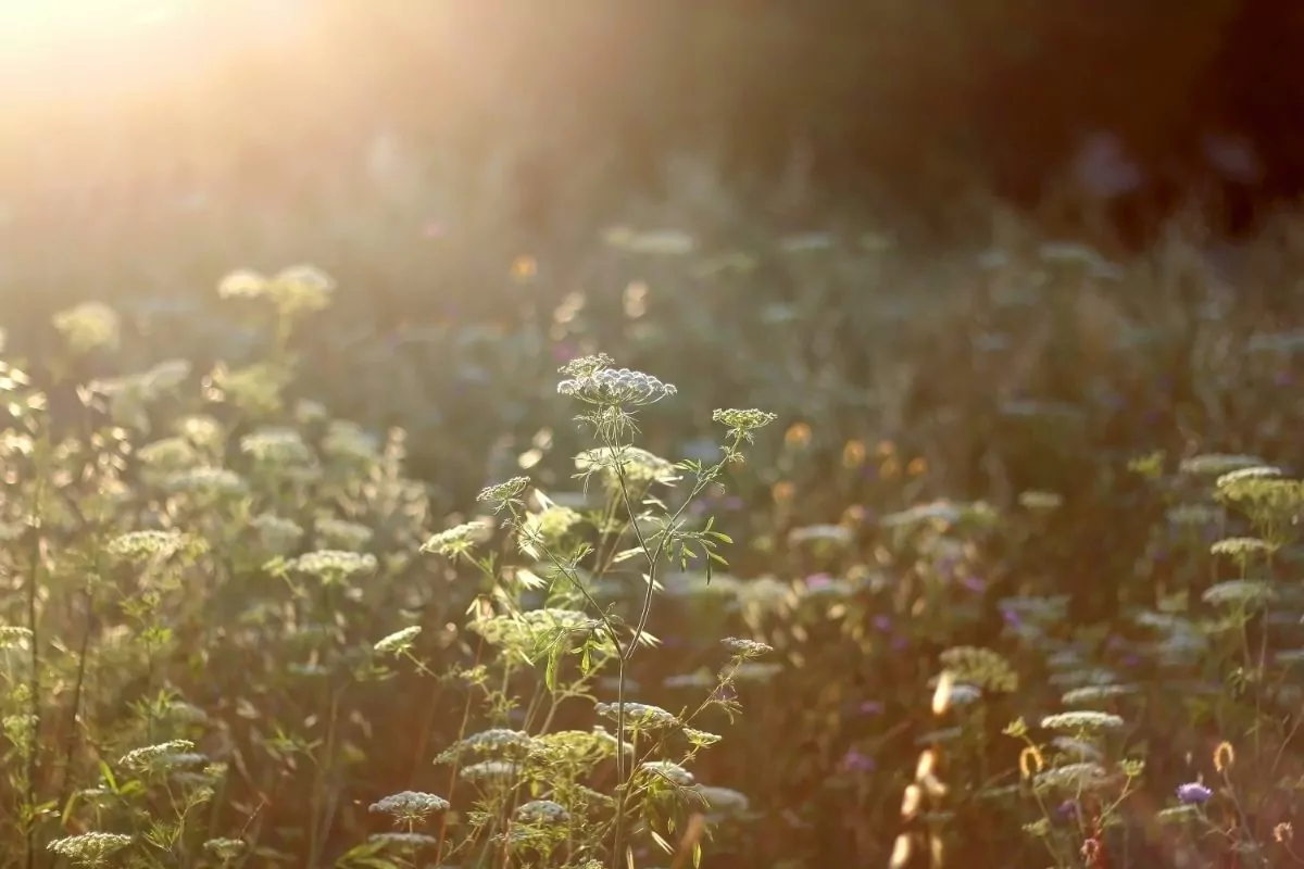 9 Best Hill Country Wildflowers To Spot On Your Next Adventure