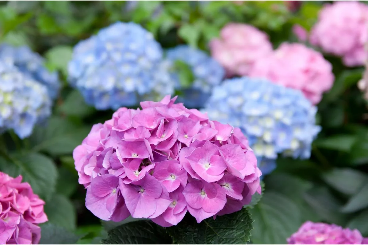 Are Hydrangeas Annuals Or Perennials - Will They Survive Winter (1)