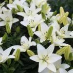 Are Marigolds Considered Perennials (2)