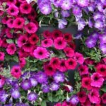 Are Petunias Annuals or Perennials - Will Your Petunias Regrow Next Season