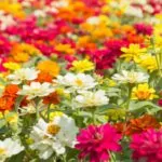 Are There Blue Zinnias? 14 Types of Striking Zinnia Flowers Are There Blue Zinnias
